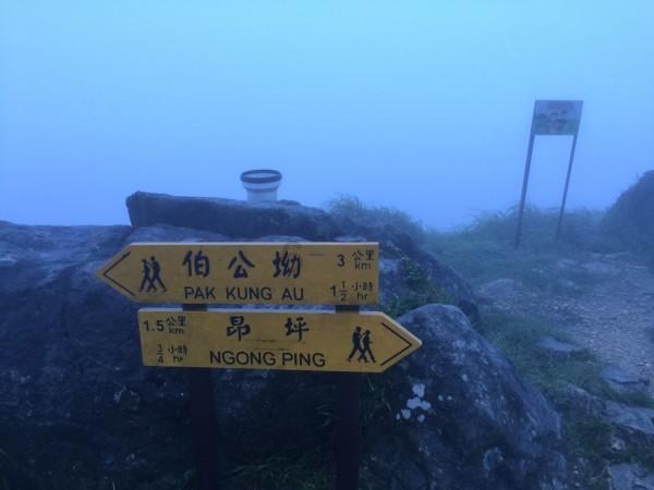 逃离变色龙森林